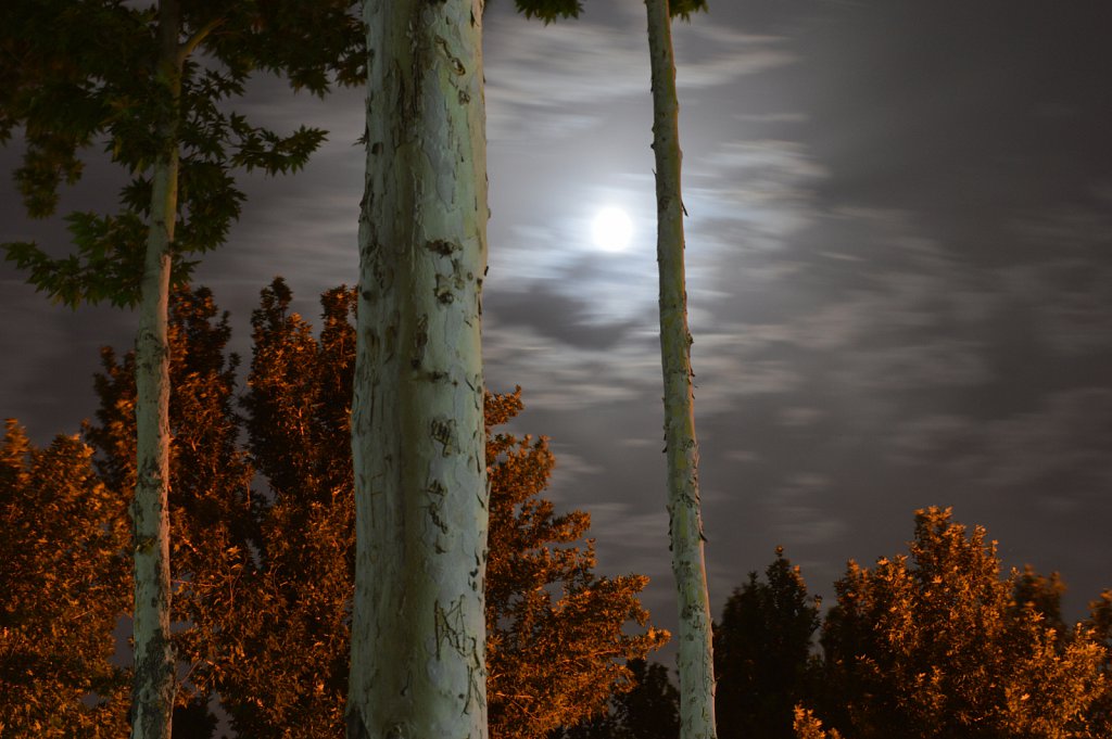 moon & tree